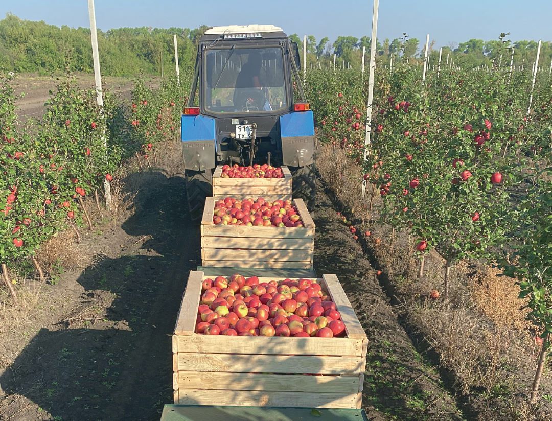 Уборка яблок в ООО «Агро-Т», Тамбовская область Уборка яблок в ООО «Агро-Т», Тамбовская область