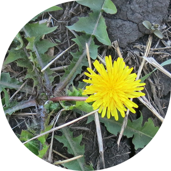Dandelion dorivor