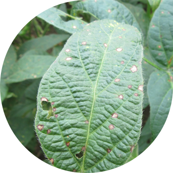 Soya antraknozi