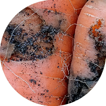 Sabzi chivinlari