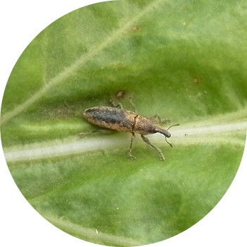 Beetroot weevils