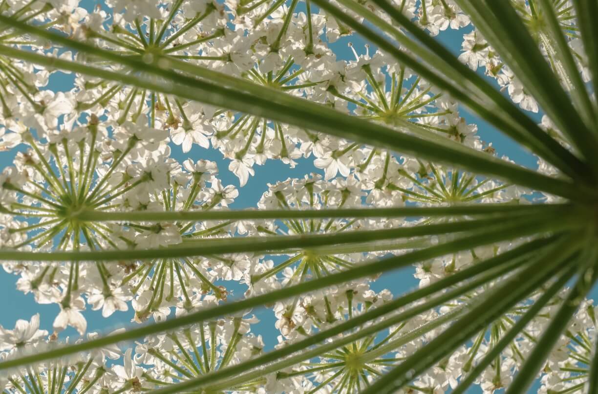 Hogweed qonundan tashqari: xavfli begona o'tlarning boshlanishini to'xtatishga nima xalaqit beradi
