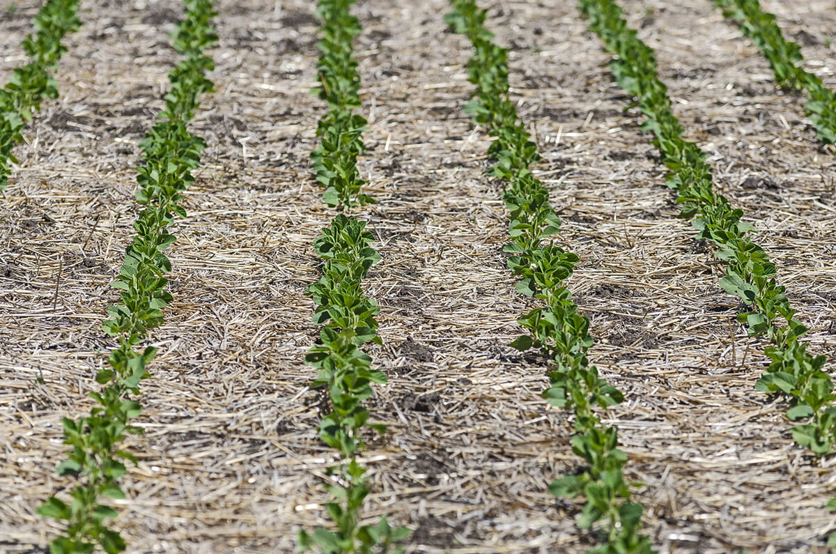 No-Till