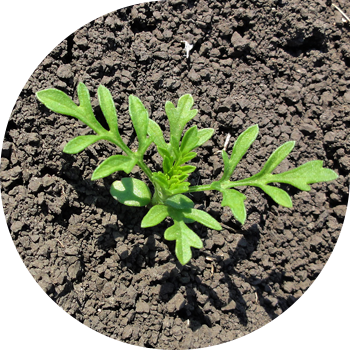 Ragweed shuvoq