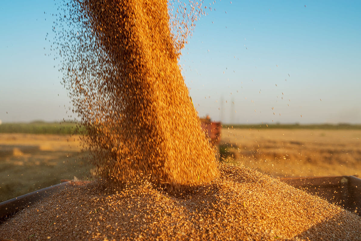 Avgust-Agro o'z urug'lik zavodini tashkil etish loyihasini amalga oshirishni boshladi
