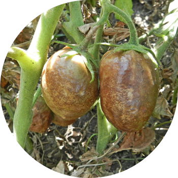 Kech blight
