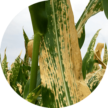 Makkajo'xori barglarining gelmintosporium dog'i (Shimoliy gelmintosporium)