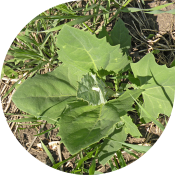 Quinoa, yoyilgan, tatar