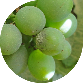 Uzum oidium