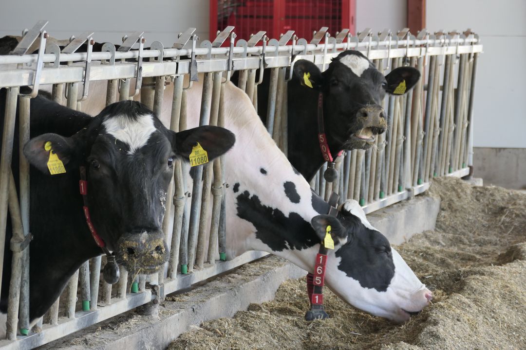"Avgust-Agro" boqish uchun Golshteyn zotli nasl va buzoqlarni boqadi
