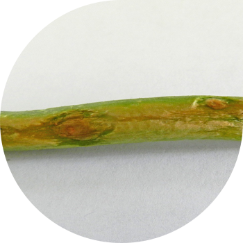 Piyoz peronosporozi