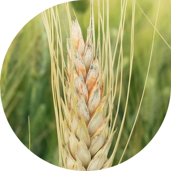 Bug'doy boshoqli Fusarium