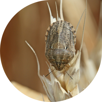 Bedbug zararli toshbaqa