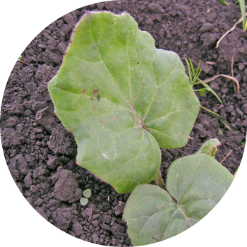 Oddiy koltsfoot