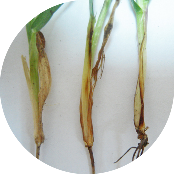 Donning Fusarium ildizi chirishi